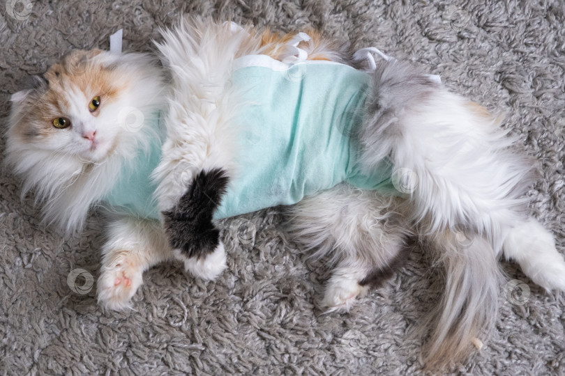 Скачать Трехцветная кошка в домашней повязке восстанавливается после операции по стерилизации фотосток Ozero