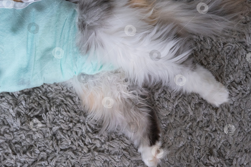 Скачать Белая кошка в повязке дома, приходит в себя после наркоза после операции по стерилизации, спит фотосток Ozero