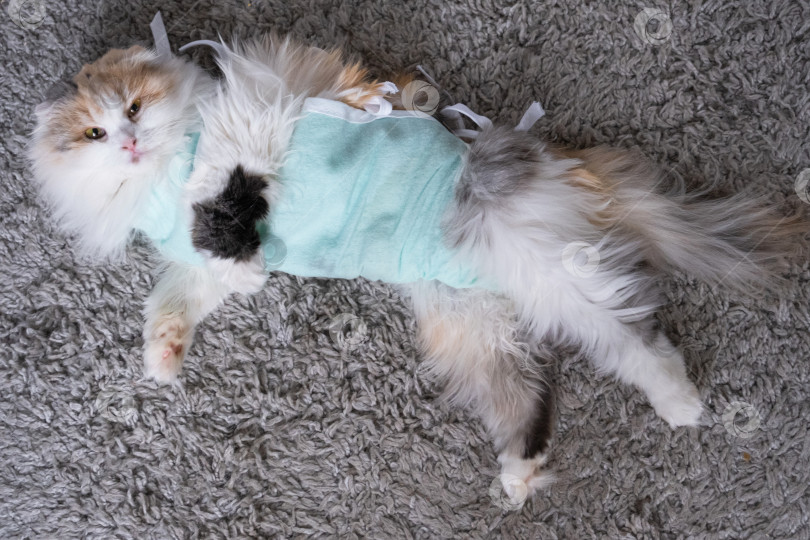 Скачать Трехцветная кошка в домашней повязке восстанавливается после операции по стерилизации фотосток Ozero