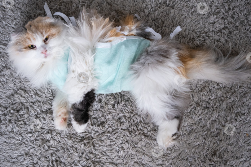 Скачать Трехцветная кошка в домашней повязке восстанавливается после операции по стерилизации фотосток Ozero