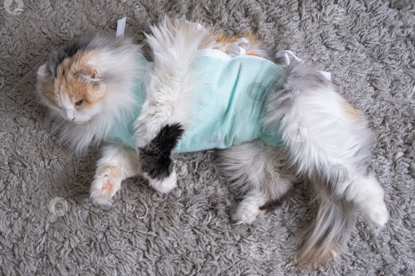 Скачать Белая кошка в повязке дома, приходит в себя после наркоза после операции по стерилизации, спит фотосток Ozero