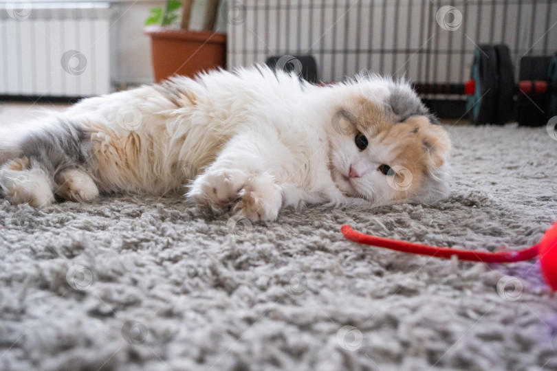 Скачать Домашняя кошка породы Хайленд-фолд играет на коврике с подвижным мячиком и веревочкой. Развлечения и игрушки для домашних животных фотосток Ozero