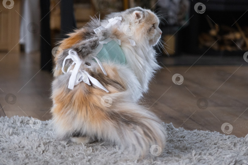 Скачать Трехцветная кошка в домашней повязке восстанавливается после операции по стерилизации фотосток Ozero