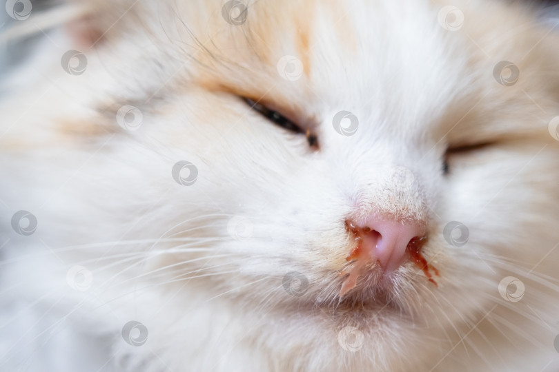 Скачать Кровавые сопли из носа белой кошки, ветеринарное лечение аллергии, насморка, повреждения носовой перегородки, воспаления и инфекции фотосток Ozero