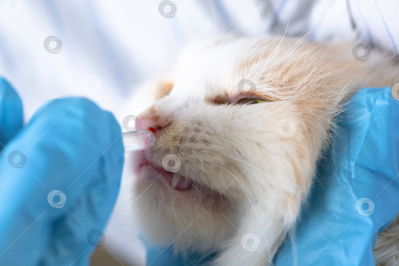 Скачать Ветеринар в резиновых перчатках закапывает кошке в нос лекарство от простуды. Лечение простуды и аллергии у домашних животных в домашних условиях фотосток Ozero