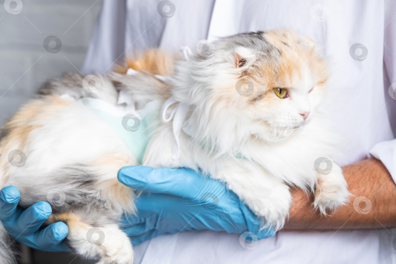Скачать Кошка в повязке на руках у ветеринара в синих резиновых перчатках. Осмотр домашних животных после операции по стерилизации фотосток Ozero