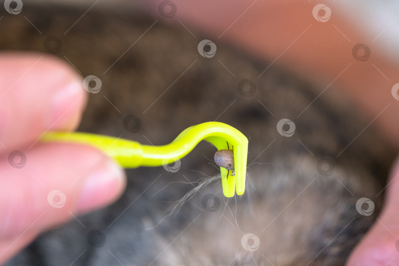 Скачать Извлеченный клещ на кошачьем инструменте для удаления клещей фотосток Ozero