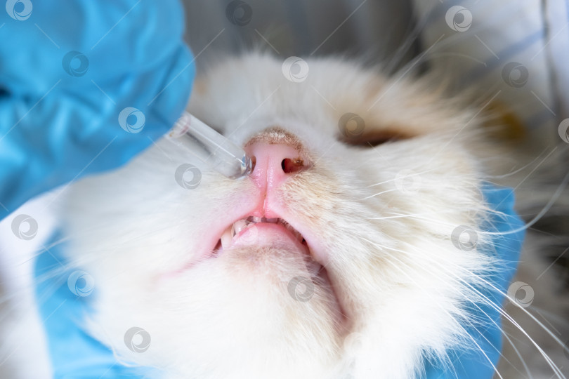 Скачать Ветеринар в резиновых перчатках закапывает кошке в нос лекарство от простуды. Лечение простуды и аллергии у домашних животных в домашних условиях фотосток Ozero