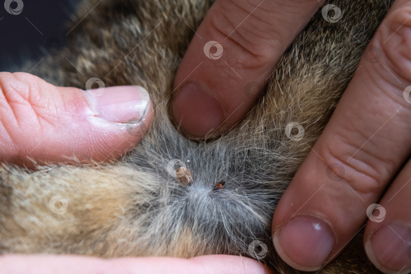 Скачать Клещ впился в кожу кошки под шерстью, удалив клеща фотосток Ozero