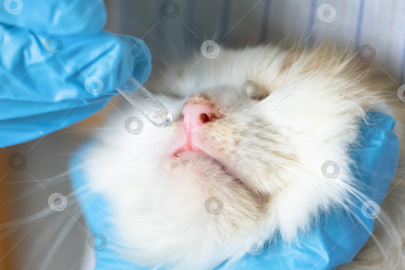 Скачать Ветеринар в резиновых перчатках закапывает кошке в нос лекарство от простуды. Лечение простуды и аллергии у домашних животных в домашних условиях фотосток Ozero