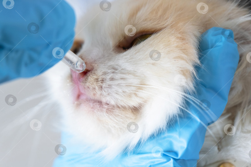 Скачать Ветеринар в резиновых перчатках закапывает кошке в нос лекарство от простуды. Лечение простуды и аллергии у домашних животных в домашних условиях фотосток Ozero
