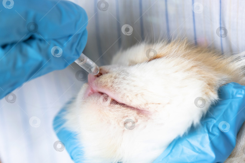 Скачать Ветеринар в резиновых перчатках закапывает кошке в нос лекарство от простуды. Лечение простуды и аллергии у домашних животных в домашних условиях фотосток Ozero