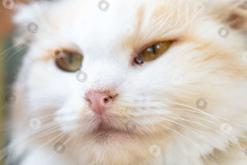 Скачать Мордочка белой кошки с воспаленными глазами и соплями, крупный план. Ветеринария фотосток Ozero