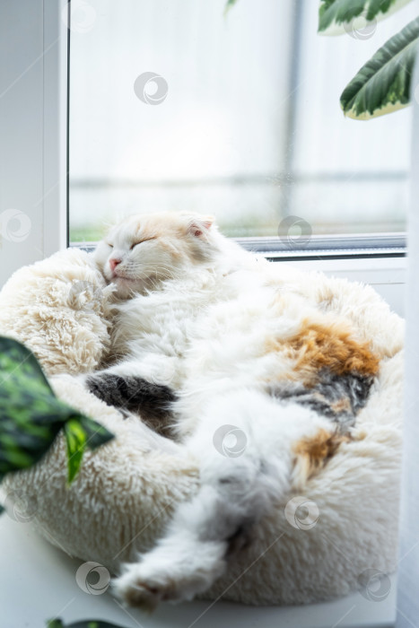 Скачать Котенок Хайленд-фолд сладко спит в кроватке для домашних животных на подоконнике среди растений в горшках фотосток Ozero