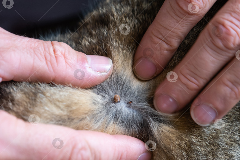 Скачать Клещ впился в кожу кошки под шерстью, удалив клеща фотосток Ozero