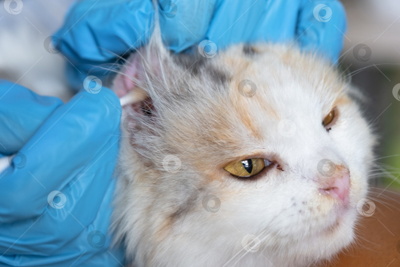 Скачать Руки ветеринара в резиновых перчатках очищают уши ватным тампоном, загибают уши белой кошки фотосток Ozero