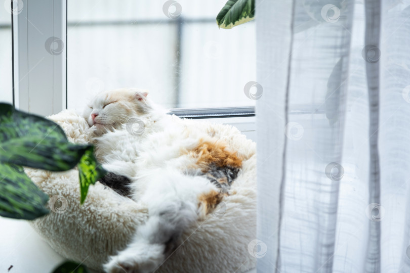 Скачать Котенок Хайленд-фолд сладко спит в кроватке для домашних животных на подоконнике среди растений в горшках фотосток Ozero