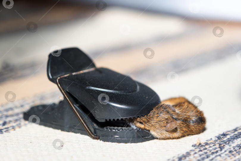 Скачать Мертвая мышь попала в пружинный механизм домашней мышеловки. Защита от грызунов и борьба с ними фотосток Ozero