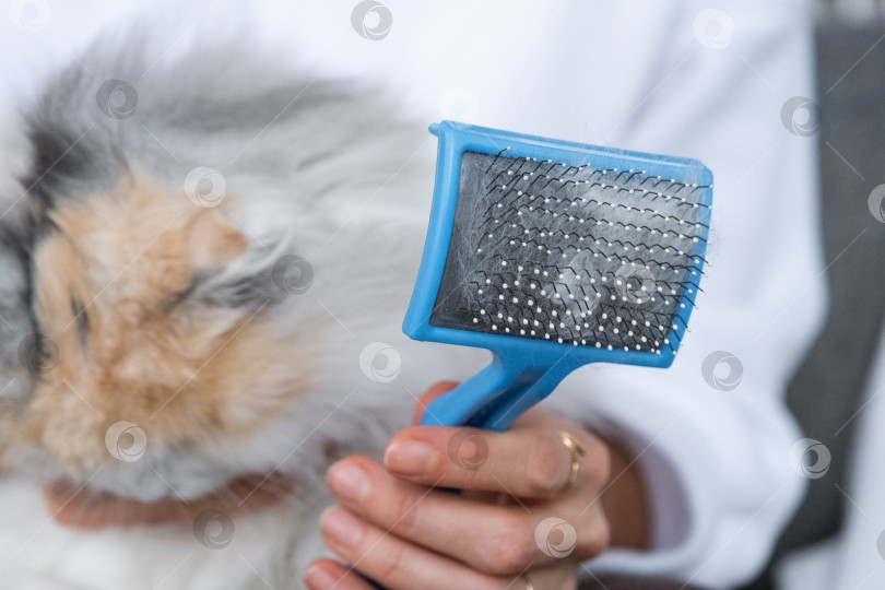 Скачать Расчесанная белая кошачья шерсть на животном гребне крупным планом фотосток Ozero