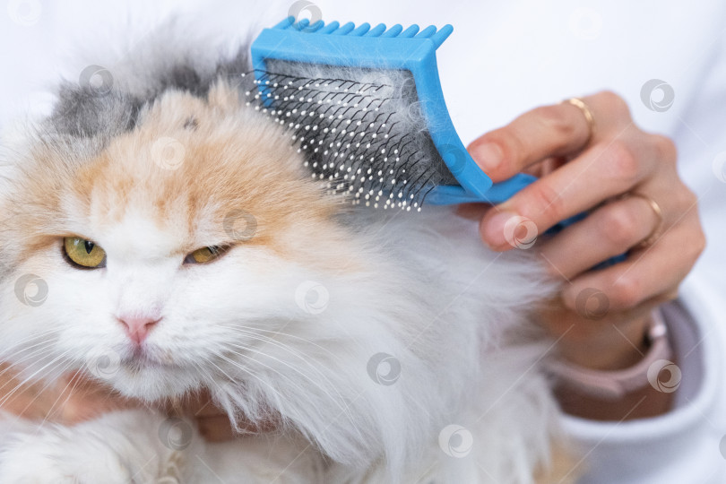 Скачать Крупный план: белая домашняя кошка расчесывает шерсть расческой. Кошке нравится расчесываться фотосток Ozero