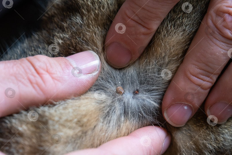 Скачать Клещ впился в кожу кошки под шерстью, удалив клеща фотосток Ozero