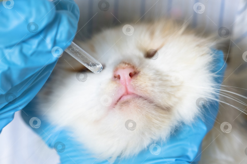 Скачать Ветеринар в резиновых перчатках закапывает кошке в нос лекарство от простуды. Лечение простуды и аллергии у домашних животных в домашних условиях фотосток Ozero