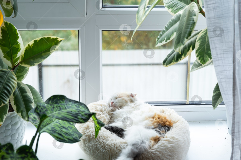 Скачать Котенок Хайленд-фолд сладко спит в кроватке для домашних животных на подоконнике среди растений в горшках фотосток Ozero