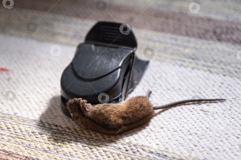 Скачать Мертвая мышь попала в пружинный механизм домашней мышеловки. Защита от грызунов и борьба с ними фотосток Ozero