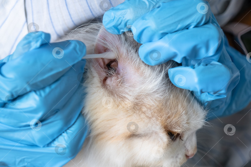 Скачать Руки ветеринара в резиновых перчатках очищают уши ватным тампоном, загибают уши белой кошки фотосток Ozero