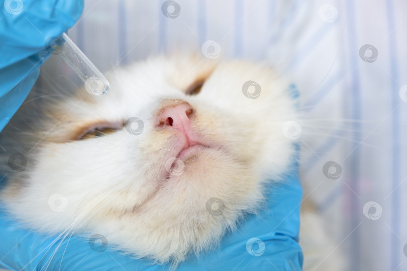 Скачать Ветеринар в резиновых перчатках закапывает кошке в глаз лекарство от конъюнктивита. Лечение домашних животных фотосток Ozero