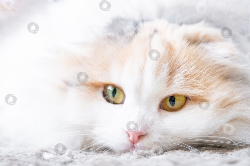 Скачать Белая кошка породы хайленд-фолд смотрит в сторону, мордочка крупным планом с розовым носом и желтыми круглыми глазами фотосток Ozero