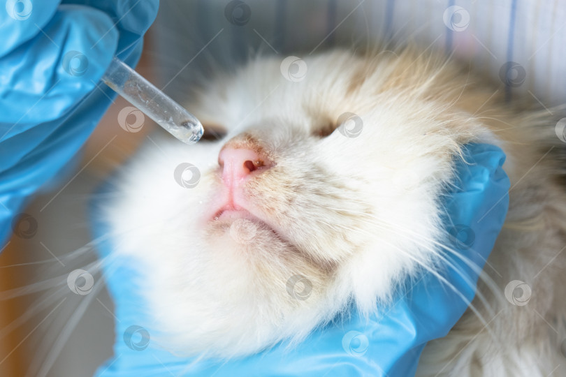 Скачать Ветеринар в резиновых перчатках закапывает кошке в нос лекарство от простуды. Лечение простуды и аллергии у домашних животных в домашних условиях фотосток Ozero