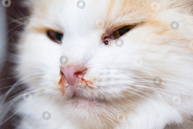 Скачать Кровавые сопли из носа белой кошки, ветеринарное лечение аллергии, насморка, повреждения носовой перегородки, воспаления и инфекции фотосток Ozero