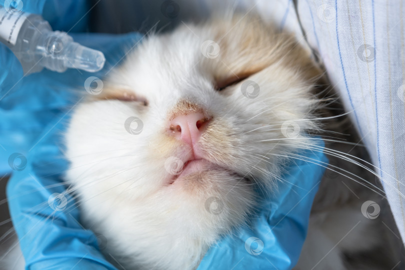 Скачать Ветеринар в резиновых перчатках закапывает кошке в глаз лекарство от конъюнктивита. Лечение домашних животных в домашних условиях фотосток Ozero