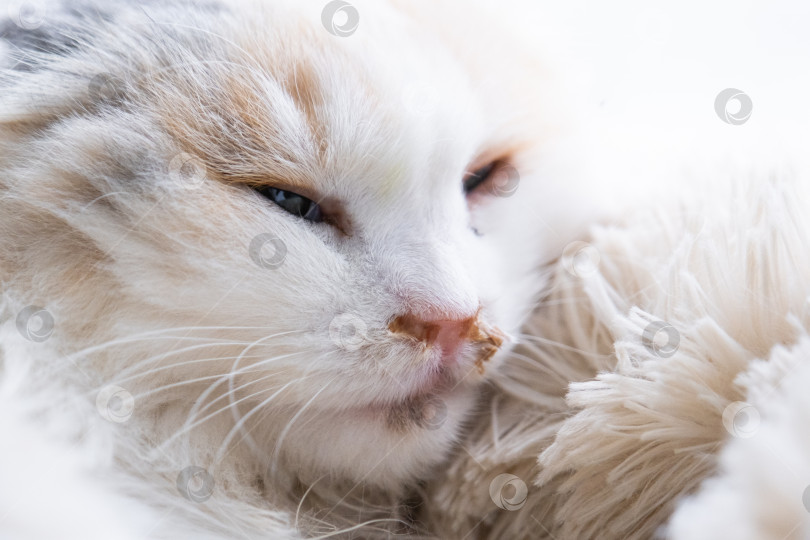 Скачать Гнойные сопли из носа у белой кошки, ветеринарное лечение аллергии, насморка, инфекционных и вирусных воспалений фотосток Ozero