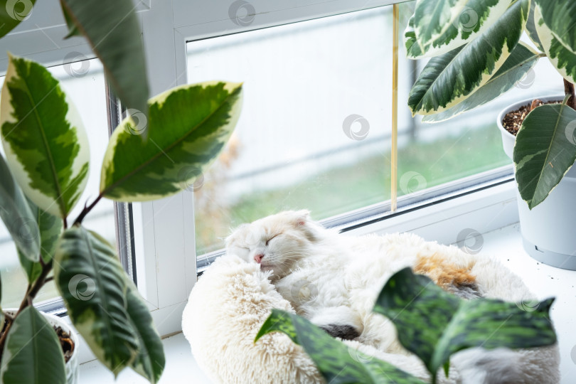 Скачать Котенок Хайленд-фолд сладко спит в кроватке для домашних животных на подоконнике среди растений в горшках фотосток Ozero