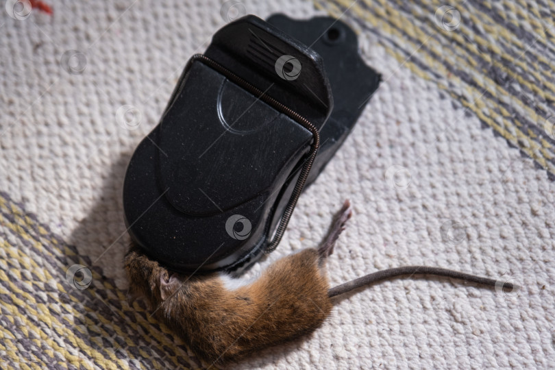 Скачать Мертвая мышь попала в пружинный механизм домашней мышеловки. Защита от грызунов и борьба с ними фотосток Ozero