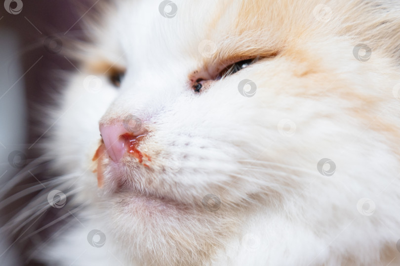 Скачать Кровавые сопли из носа белой кошки, ветеринарное лечение аллергии, насморка, повреждения носовой перегородки, воспаления и инфекции фотосток Ozero