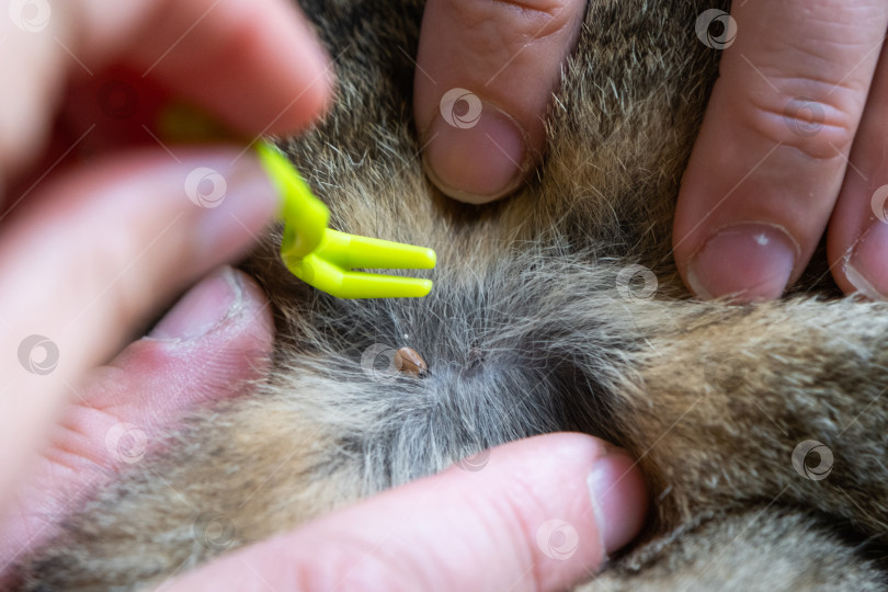 Скачать Щипцы для удаления клеща с кожи кошки крупным планом фотосток Ozero