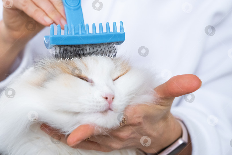 Скачать Крупный план: белая домашняя кошка расчесывает шерсть расческой. Кошке нравится расчесываться фотосток Ozero