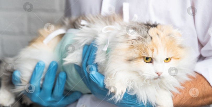 Скачать Кошка в повязке на руках у ветеринара в синих резиновых перчатках. Осмотр домашних животных после операции по стерилизации фотосток Ozero