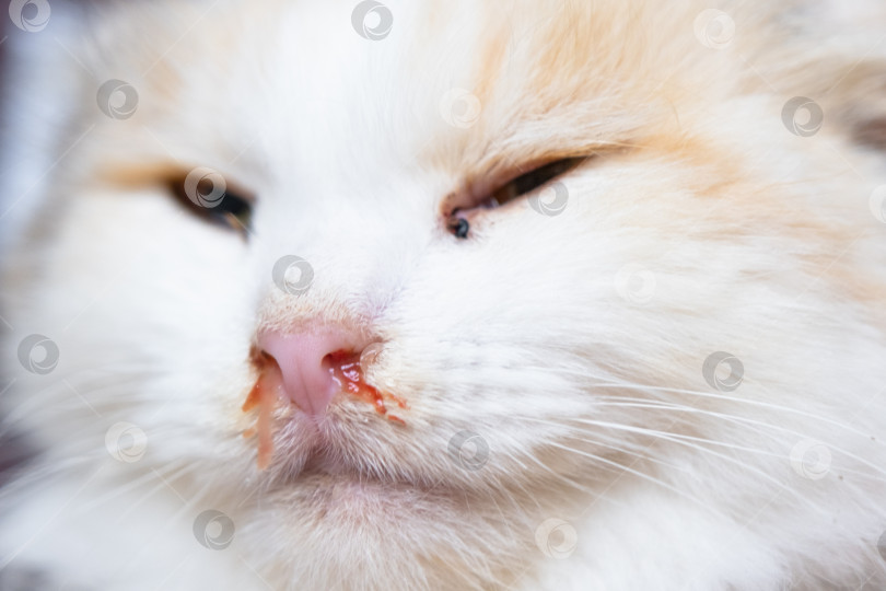 Скачать Кровавые сопли из носа белой кошки, ветеринарное лечение аллергии, насморка, повреждения носовой перегородки, воспаления и инфекции фотосток Ozero