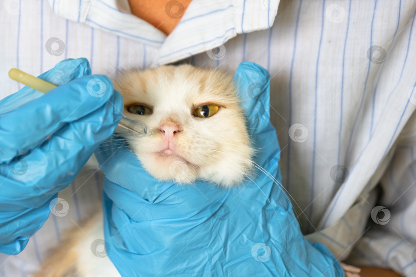 Скачать Ветеринар в резиновых перчатках закапывает кошке в нос лекарство от простуды. Лечение простуды и аллергии у домашних животных в домашних условиях фотосток Ozero