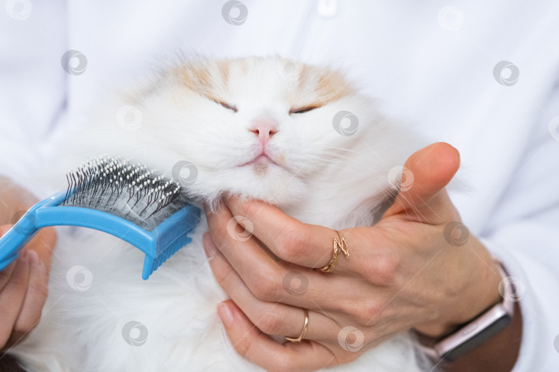 Скачать Крупный план: белая домашняя кошка расчесывает шерсть расческой. Кошке нравится расчесываться фотосток Ozero