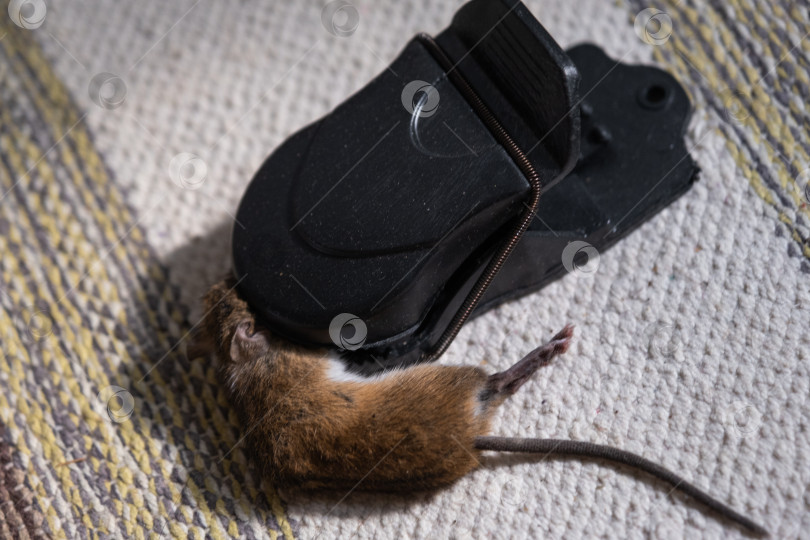 Скачать Мертвая мышь попала в пружинный механизм домашней мышеловки. Защита от грызунов и борьба с ними фотосток Ozero