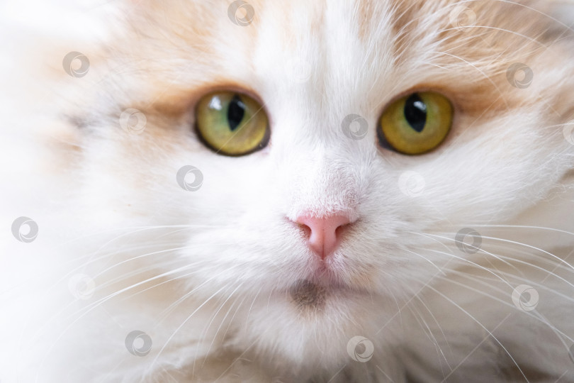 Скачать Белая кошка породы хайленд-фолд смотрит в камеру крупным планом, мордочка с розовым носом и желтыми круглыми глазами фотосток Ozero