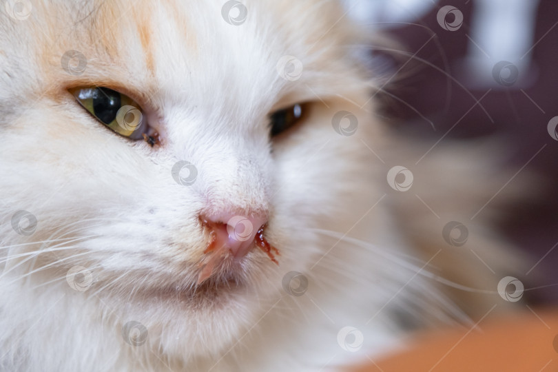 Скачать Кровавые сопли из носа белой кошки, ветеринарное лечение аллергии, насморка, повреждения носовой перегородки, воспаления и инфекции фотосток Ozero