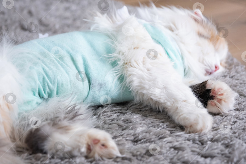 Скачать Белая кошка в повязке дома, приходит в себя после наркоза после операции по стерилизации, спит фотосток Ozero