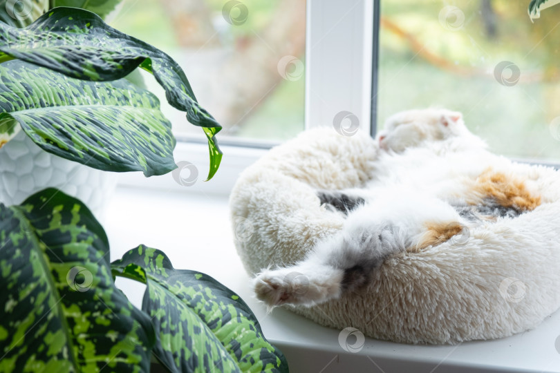 Скачать Котенок Хайленд-фолд сладко спит в кроватке для домашних животных на подоконнике среди растений в горшках фотосток Ozero