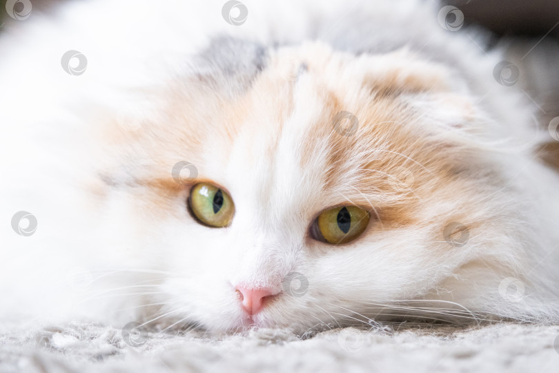 Скачать Белая кошка породы хайленд-фолд смотрит в сторону, мордочка крупным планом с розовым носом и желтыми круглыми глазами фотосток Ozero